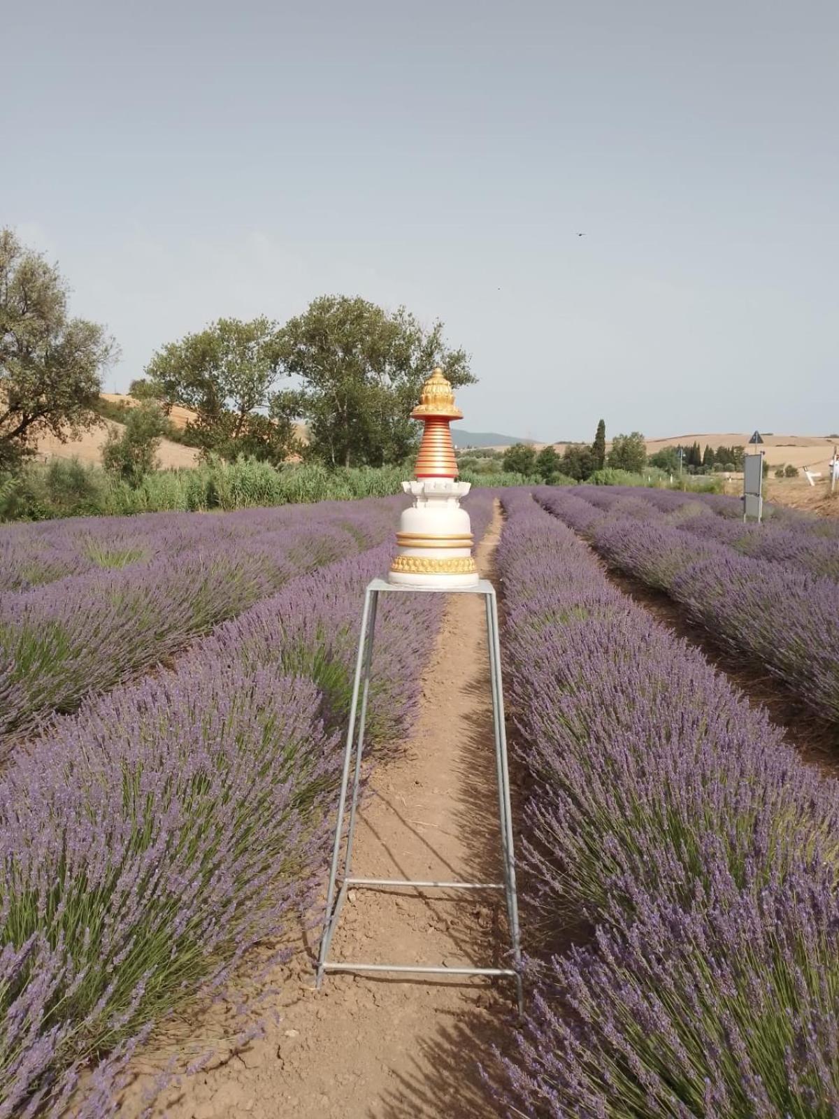 Casa Storica Con Terrazzo Villa Castellina Marittima Eksteriør billede